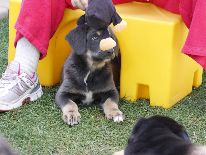 chinook dog